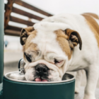 ProAcqua-Wassersäule CANE 1