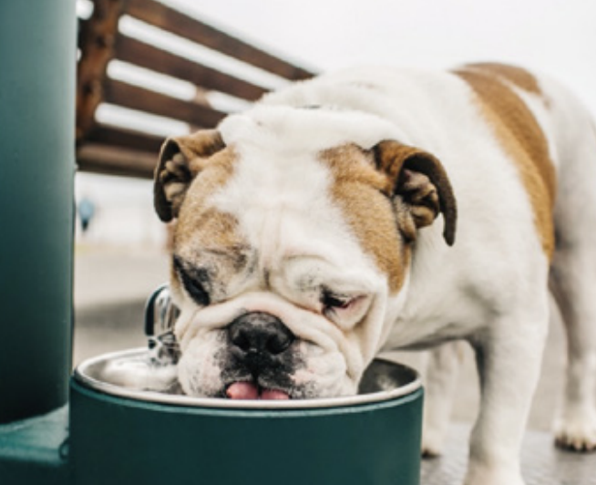 Nuove Colonnine ProAcqua: Acqua Microfiltrata per Spazi Pubblici Sostenibili 2 Nuove Colonnine ProAcqua: Acqua Microfiltrata per Spazi Pubblici Sostenibili CANE